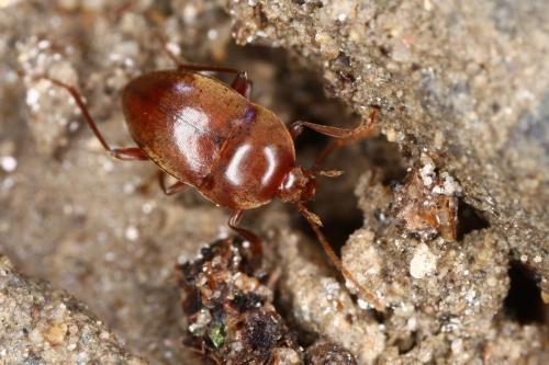 Speonomus bonvouloiri